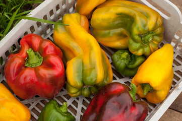 Bulgarian sweet peppers of yellow, red and green colors with a gray plastic box on a wooden background with green grass on the edge of a solid background