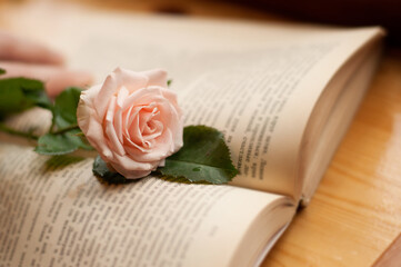 a garden rose of delicate pink color with green leaves on a blurred background with an open book on a wooden table top