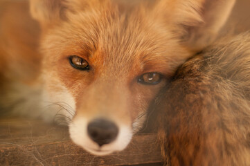 the look of a red fox with brown eyes close-up with blurred edges