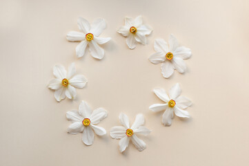 Fototapeta na wymiar Seven narcissus flowers with white petals and yellow cores are laid out in the form of a circle on a beige background with space for text