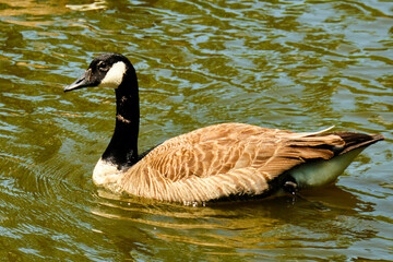 Canada Goose floats on Georgia pond