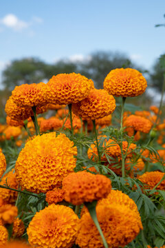 Flor de Cempas&uacute;chil, flor naranja.