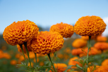 Flor de Cempasúchil, flor naranja.