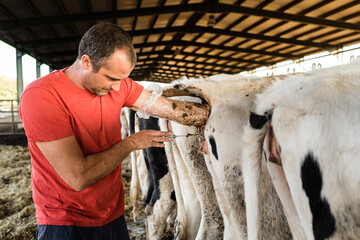 Farmer worker doing an artificial insemination procedure on a cow in a cowshed. Animal farming...