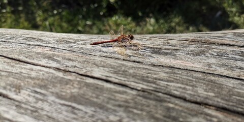 dragonfly on a rock