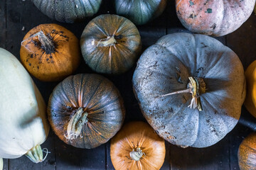 Colorful images of pumpkins 