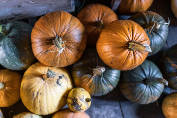 Colorful images of pumpkins 