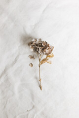Dried flower on light background