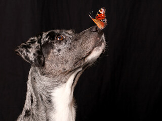 Hund mit Schmetterling auf der Nase