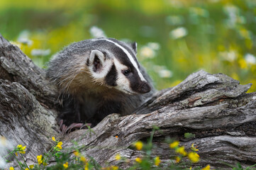 North American Badger (Taxidea taxus) Turns Atop Log with Flowers Summer
