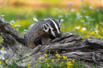 North American Badger (Taxidea taxus) Sniffs at Log in Wildflowers Summer