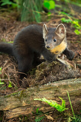 American Pine Marten (Martes americana) Turns on Ground Summer