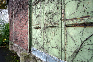 Mit Ranken überwucherte alte Fassade aus Backstein einer ehemaligen Fabrik mit grünen Türen ohne...