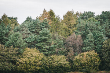 Naklejka premium pine forest in autumn