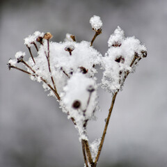 frost on branches