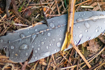 rain drops on the grass
