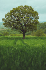 Fototapeta na wymiar Single tree in the lush green field
