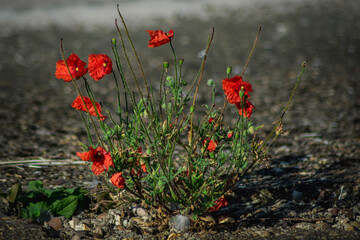 Obraz premium Poppy flowers growing out of concrete
