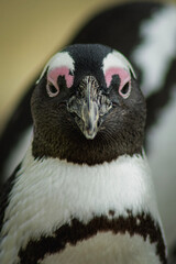 penguin in polar regions