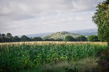 Fototapeta premium field of corn