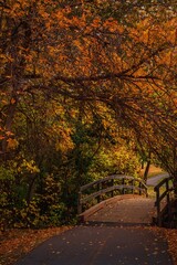 Autumn Leaves Over A Park Bridge Walkway