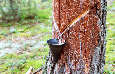 Pine tree sap to get pine resin