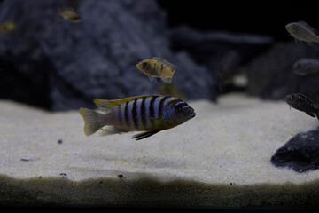 Cichlid fish swimming in colorful community aquarium, rocks, sand, plants, live aquarium