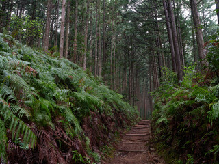 熊野古道
