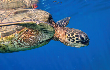 turtle close view coming up for air