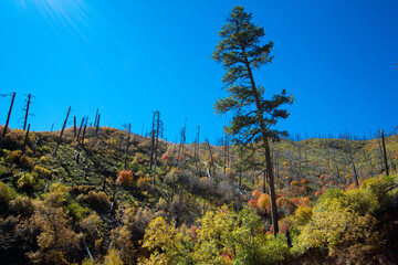 Wide-angle view of colorful autumn leaves in regenerating forest burned in 2013 Silver Fire in the...
