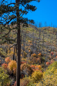 Morning light on colorful autumn leaves in regenerating forest burned in 2013 Silver Fire in the Black Range of New Mexico's Gila National Forest