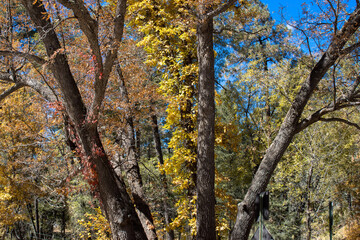 Autumn colors at the entrance to Iron Creek Campground in the Black Range of New Mexico's Gila National Forest