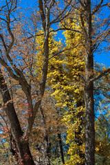 Fototapeta premium Autumn colors at the entrance to Iron Creek Campground in the Black Range of New Mexico's Gila National Forest