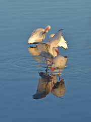 Ibises get ready to head to the roost for the night.