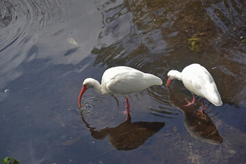 Ibises foraging for food in shallow water.
