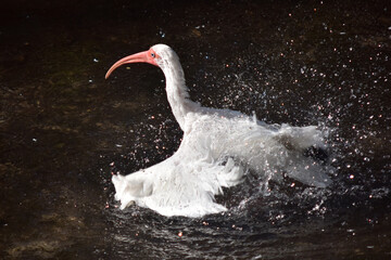 Ibis takes a shower.