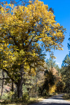 Autumn colors at the entrance to Iron Creek Campground in the Black Range of New Mexico's Gila National Forest