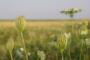 Summer meadow with sunset light and blue sky on the background.