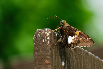 Silver-spotted Skipper butterfly colorful in spring time