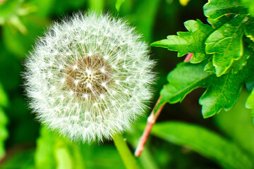 Dandelion pappas ready to be carried away from the wind to reproduce