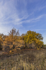 Fototapeta premium autumn nature of Sursky krai