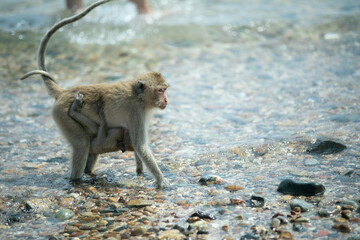 baboon sitting on a rock in the morning