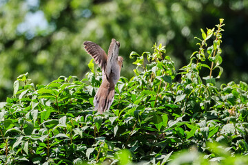 Mourning dove (Zenaida macroura) returns to nest to feed it's young that is well hidden in the bush