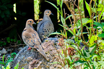 Pair of mourning doves keep watch of their nest above