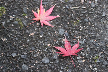 紅葉