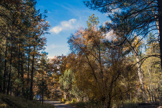 Autumn colors and a white RV at Iron Creek Campground in the Black Mountains of New Mexico's Gila National Forest
