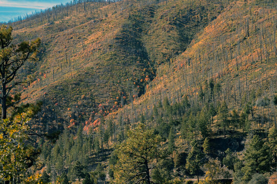 Morning light on colorful autumn leaves in regenerating forest burned in 2013 Silver Fire in the Black Range of New Mexico's Gila National Forest
