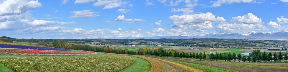 青空バックに満開の花と十勝連峰のパノラマ情景＠富良野、北海道