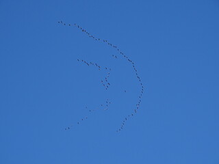 青空を飛ぶ雁の群れ