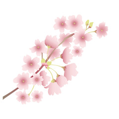 桜のイラスト 